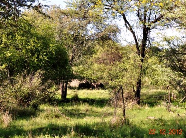 Bome Bosveld 640×480