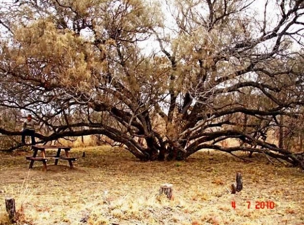 Bome Bosveld 640×480