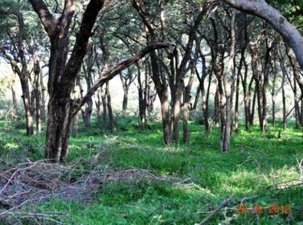 Bome Bosveld 640×480