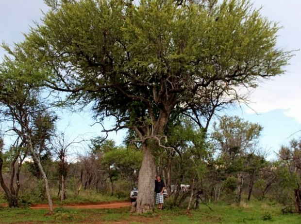 Bome Bosveld 640×480