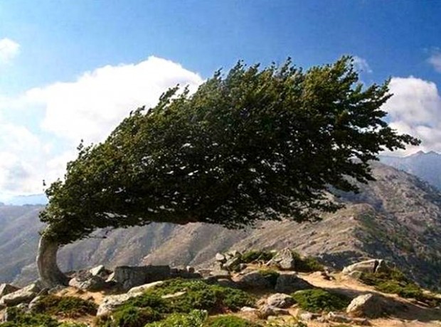 Bome Chris-se-Skewe-Boom 640×480