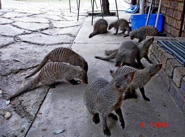 Mak Wild Gebande Muishond 640×480