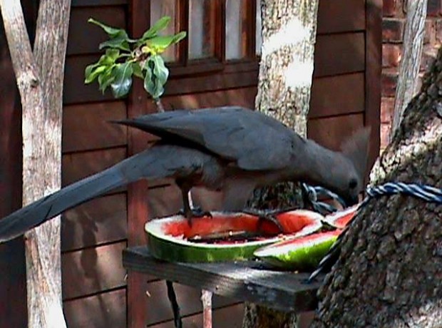 Voëls Kwêvoël 640×480