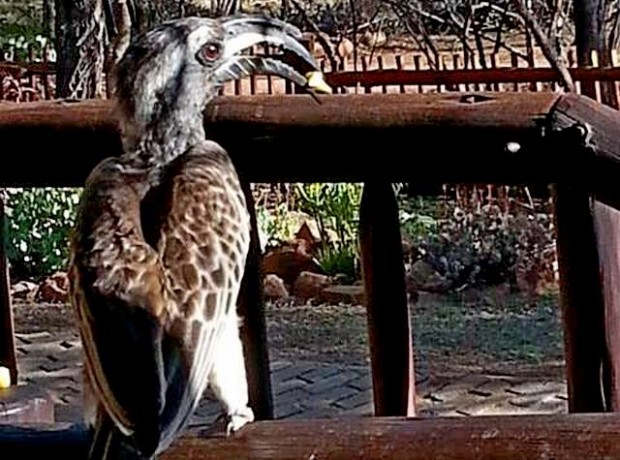 Voëls Grysbek-Neushoring 640×480