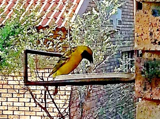 Voëls Vink 640×480