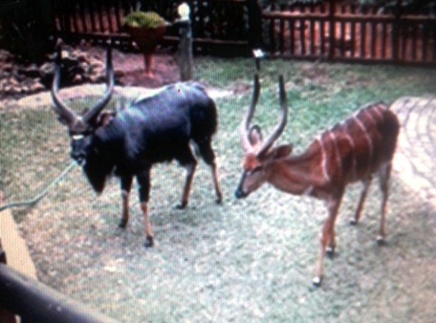 Swart en Rooi Njalai-bul 640×480