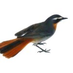 Cape Robin