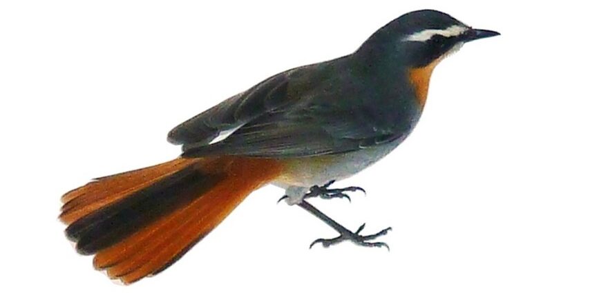 Cape Robin