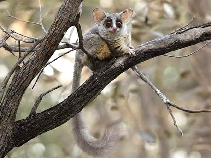 Savanna Self-catering Wildlife